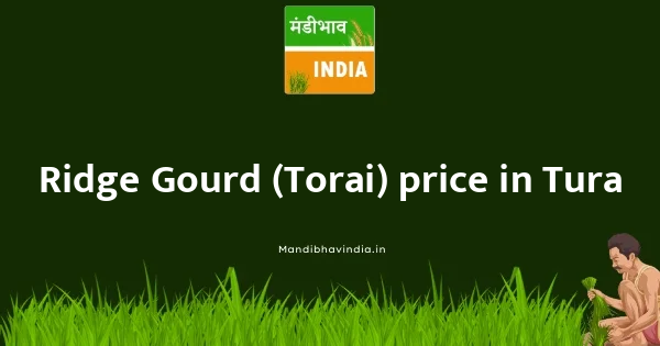 Ridge Gourd (Torai) price